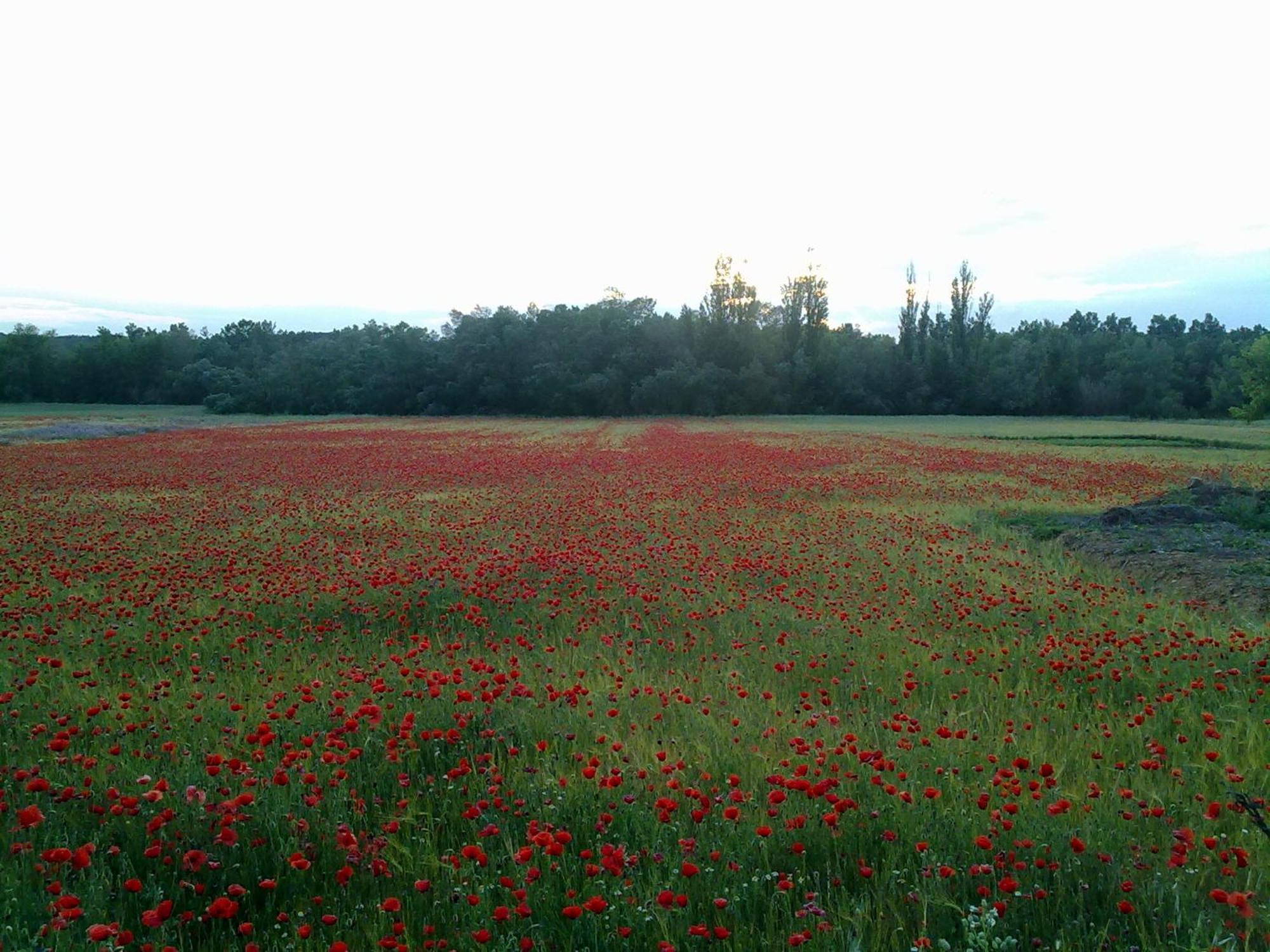 Casa Rural Las Tejas El Picazo Bagian luar foto